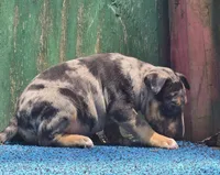 Green Boy, a male Miniature Bull Terrier for sale in Texarkana, TX – 5 of 7