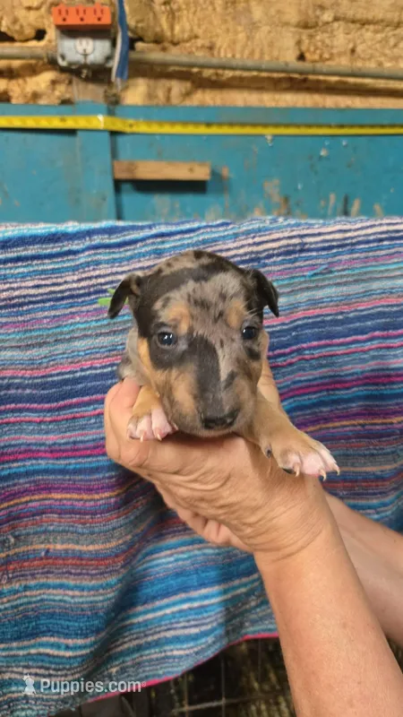 Green Boy – Miniature Bull Terrier puppy for sale in Texarkana, TX