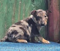 Green Boy, a male Miniature Bull Terrier for sale in Texarkana, TX – 7 of 7