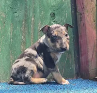 Green Boy, a male Miniature Bull Terrier for sale in Texarkana, TX – 6 of 7
