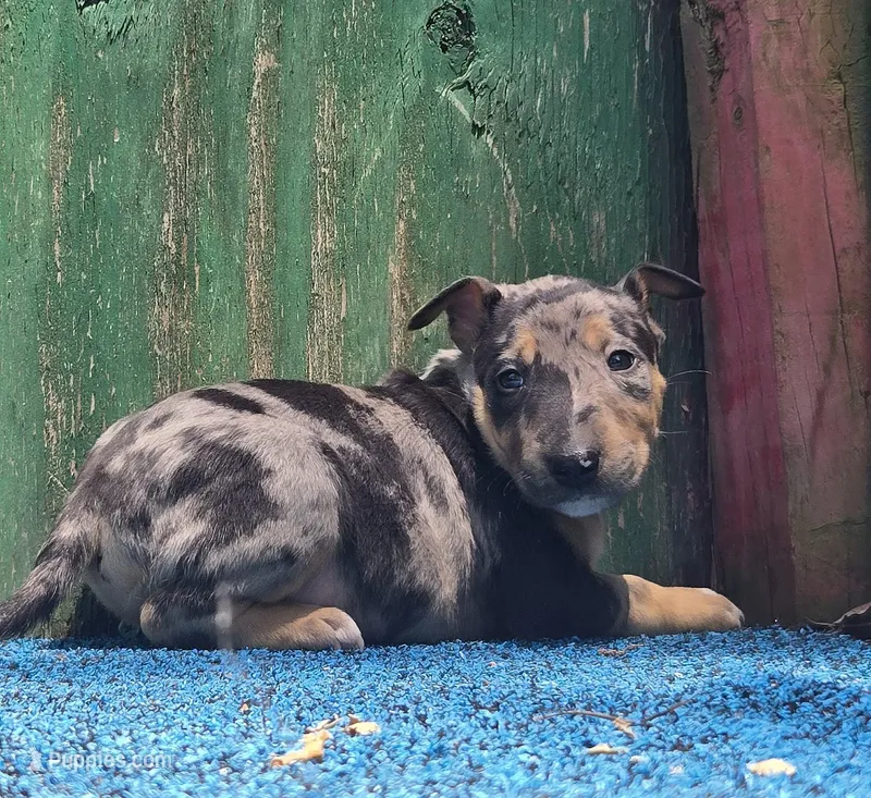 Green Boy – Miniature Bull Terrier puppy for sale in Texarkana, TX
