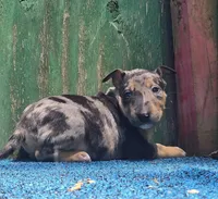 Green Boy, a male Miniature Bull Terrier for sale in Texarkana, TX – 1 of 7