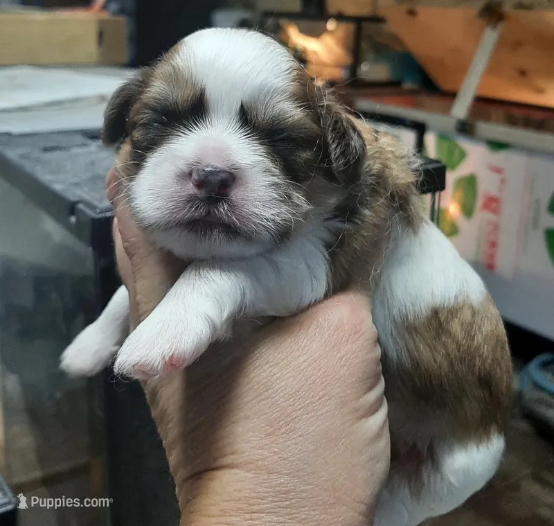 Shih Boy, a male Shih Tzu for sale in Texarkana, TX – Photo 1 of 3