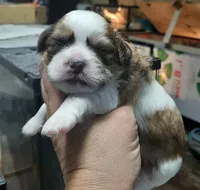 Shih Boy, a male Shih Tzu for sale in Texarkana, TX – Photo 1 of 3