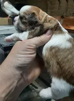 Shih Boy, a male Shih Tzu for sale in Texarkana, TX – Photo 2 of 3