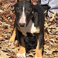 Black Tri F, a female Miniature Bull Terrier for sale in Texarkana, TX – Photo 6 of 8