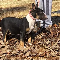 Black Tri F, a female Miniature Bull Terrier for sale in Texarkana, TX – Photo 2 of 8