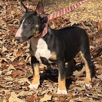 Black Tri F, a female Miniature Bull Terrier for sale in Texarkana, TX – Photo 8 of 8