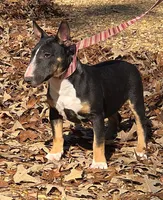 processed/4bcb8558-a1fe-49d3-9f03-2e89b59b5699/listing/185a81a6-e6fa-4629-9e33-6fa151da8c5b/39423b22-4325-4830-b8d1-a8dc0850e89f