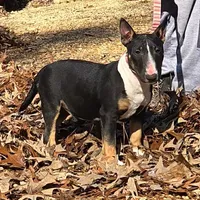 Black Tri F, a female Miniature Bull Terrier for sale in Texarkana, TX – Photo 1 of 8