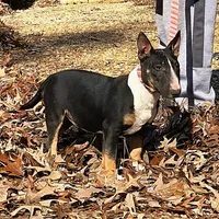 Black Tri F, a female Miniature Bull Terrier for sale in Texarkana, TX – Photo 4 of 8