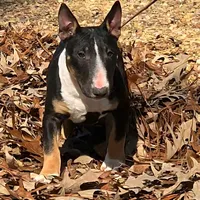 Black Tri F, a female Miniature Bull Terrier for sale in Texarkana, TX – Photo 7 of 8