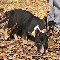 Black Tri F, a female Miniature Bull Terrier for sale in Texarkana, TX – Photo 5 of 8