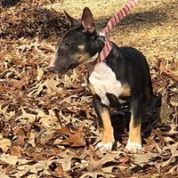 Black Tri F, a female Miniature Bull Terrier for sale in Texarkana, TX – Photo 3 of 8