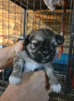 Shih Boy, a male Shih Tzu for sale in Texarkana, TX – 2 of 3