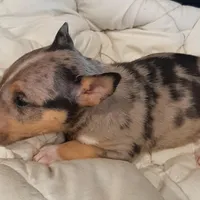 Merle Tri Boy, a male Miniature Bull Terrier for sale in Texarkana, TX – Photo 9 of 10