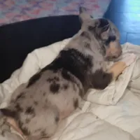 Merle Tri Boy, a male Miniature Bull Terrier for sale in Texarkana, TX – Photo 6 of 10