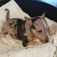 Merle Tri Boy, a male Miniature Bull Terrier for sale in Texarkana, TX – Photo 5 of 10
