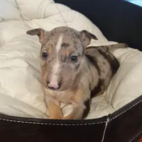 Merle Tri Boy, a male Miniature Bull Terrier for sale in Texarkana, TX – Photo 3 of 10