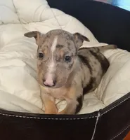 processed/4bcb8558-a1fe-49d3-9f03-2e89b59b5699/listing/1c972ab0-e027-4c3b-bd02-69828446d905/6dba424e-2d75-4848-911a-24da7d4c3366