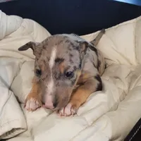 Merle Tri Boy, a male Miniature Bull Terrier for sale in Texarkana, TX – Photo 7 of 10