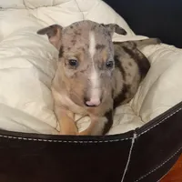 Merle Tri Boy, a male Miniature Bull Terrier for sale in Texarkana, TX – Photo 1 of 10