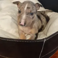 Merle Tri Boy, a male Miniature Bull Terrier for sale in Texarkana, TX – Photo 4 of 10