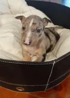 processed/4bcb8558-a1fe-49d3-9f03-2e89b59b5699/listing/1c972ab0-e027-4c3b-bd02-69828446d905/ab71892d-d3f8-4a31-9982-0362cd5b7fa5