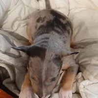 Merle Tri Boy, a male Miniature Bull Terrier for sale in Texarkana, TX – Photo 8 of 10