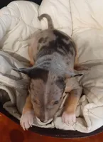 processed/4bcb8558-a1fe-49d3-9f03-2e89b59b5699/listing/1c972ab0-e027-4c3b-bd02-69828446d905/c12d668e-f157-4515-b9d4-299090b6902c