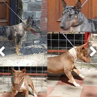 Merle Tri Boy, a male Miniature Bull Terrier for sale in Texarkana, TX – Photo 10 of 10