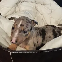 Merle Tri Boy, a male Miniature Bull Terrier for sale in Texarkana, TX – Photo 2 of 10