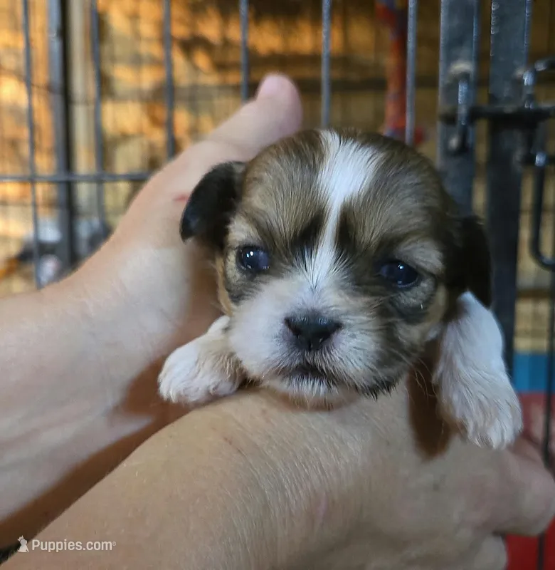 Shih F2 – Shih Tzu puppy for sale in Texarkana, TX