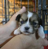 Shih F2, a female Shih Tzu for sale in Texarkana, TX – 1 of 3