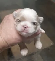 Shih F1, a female Shih Tzu for sale in Texarkana, TX – Photo 1 of 3