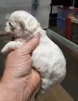 Shih F1, a female Shih Tzu for sale in Texarkana, TX – Photo 2 of 3