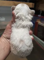 Shih F1, a female Shih Tzu for sale in Texarkana, TX – Photo 3 of 3