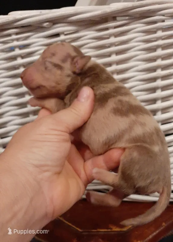 Honey Choco Merle M2