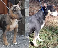 Honey Choco Merle M2, a male Miniature Bull Terrier for sale in Texarkana, TX – Photo 2 of 2