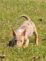 Coco Merle Tri Girl, a female Miniature Bull Terrier for sale in Texarkana, TX – Photo 4 of 5