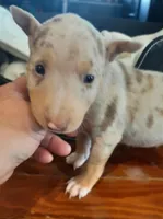 Coco Merle Tri Girl, a female Miniature Bull Terrier for sale in Texarkana, TX – Photo 5 of 10