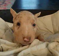 Coco Merle Tri Girl, a female Miniature Bull Terrier for sale in Texarkana, TX – Photo 3 of 10