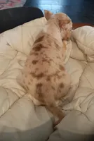 Coco Merle Tri Girl, a female Miniature Bull Terrier for sale in Texarkana, TX – Photo 7 of 10