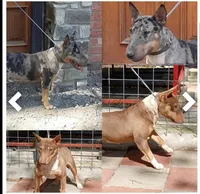 Coco Merle Tri Girl, a female Miniature Bull Terrier for sale in Texarkana, TX – Photo 8 of 10