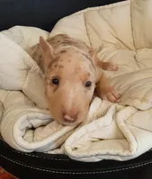 Coco Merle Tri Girl, a female Miniature Bull Terrier for sale in Texarkana, TX – Photo 1 of 10