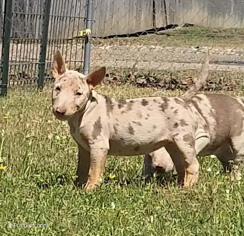 Coco Merle Tri Girl – Miniature Bull Terrier puppy for sale in Texarkana, TX