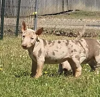 Coco Merle Tri Girl, a female Miniature Bull Terrier for sale in Texarkana, TX – Photo 1 of 5