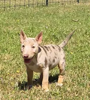 Coco Merle Tri Girl, a female Miniature Bull Terrier for sale in Texarkana, TX – Photo 2 of 5