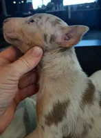 Coco Merle Tri Girl, a female Miniature Bull Terrier for sale in Texarkana, TX – Photo 10 of 10