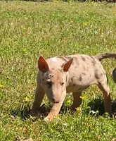 Coco Merle Tri Girl, a female Miniature Bull Terrier for sale in Texarkana, TX – Photo 3 of 5